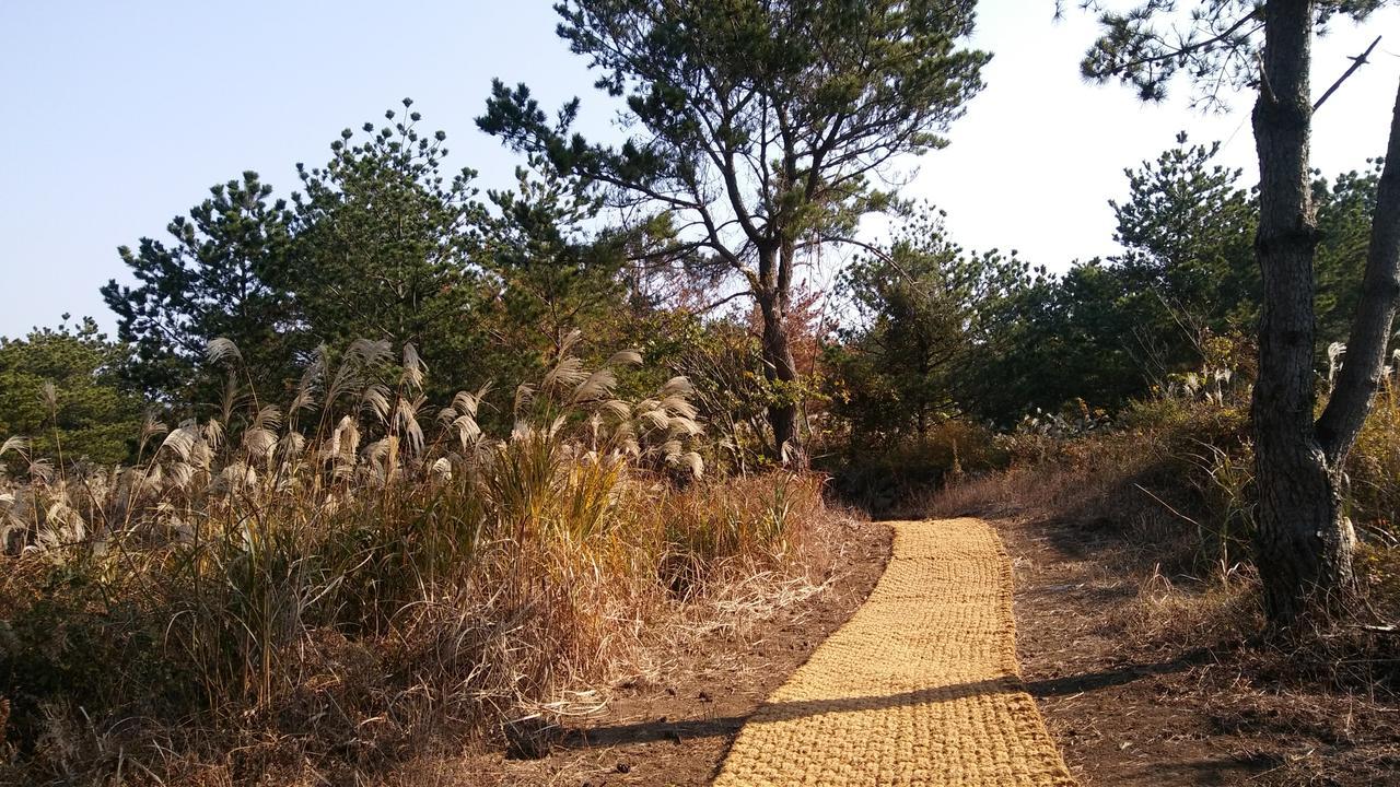 Jeju Youth Hostel Zewnętrze zdjęcie